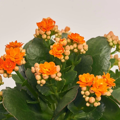 Зображення товару Каланхоє мікс, артикул: 18482