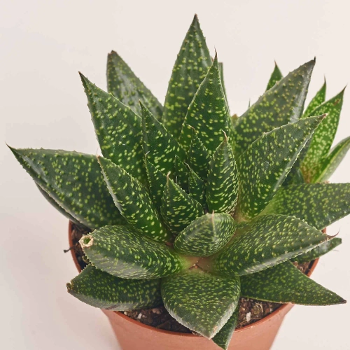 Зображення товару Гастерхавортія, артикул: 18118