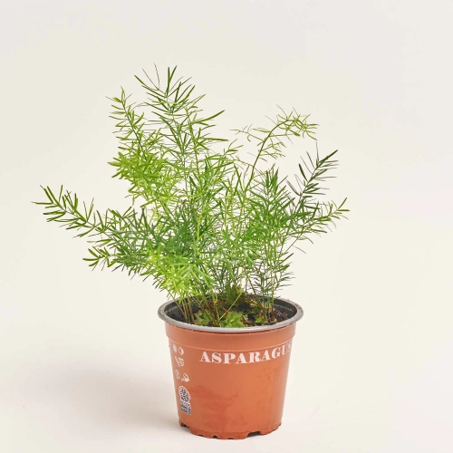 Зображення товару Аспарагус Спренгері, артикул: 56881