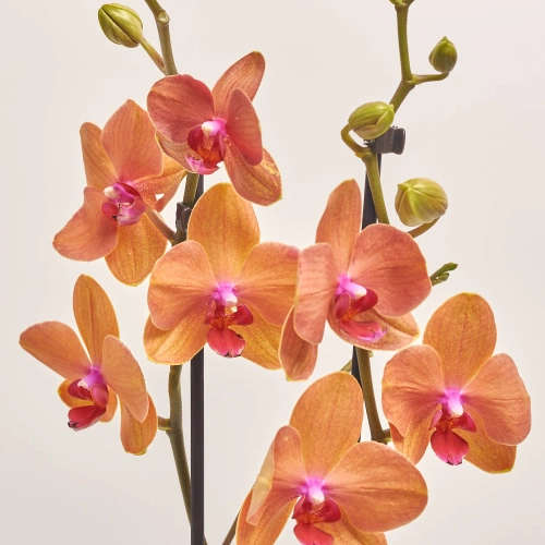 Фаленопсис 2ст. мікс, артикул: 18519 Зображення товару Фаленопсис 2ст. мікс, артикул: 18519
