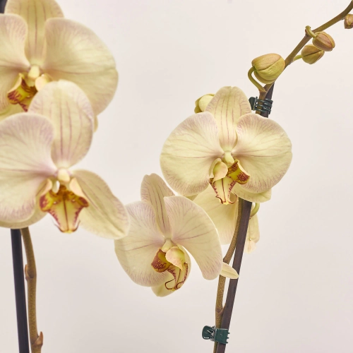 Фаленопсис 2ст. мікс, артикул: 18519 Зображення товару Фаленопсис 2ст. мікс, артикул: 18519