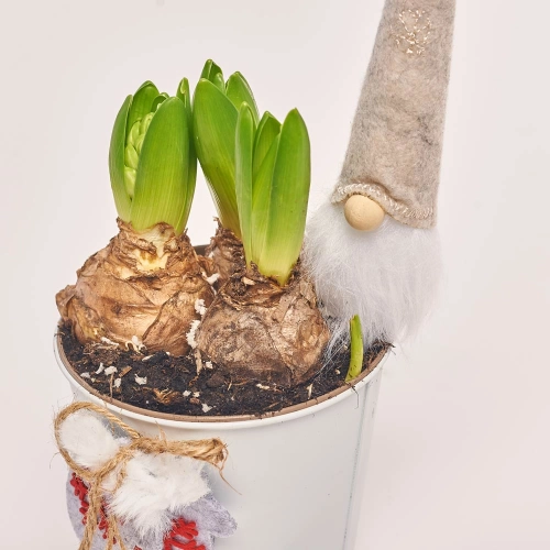 Гіацинт у цинк. гощику, артикул: 43588 Зображення товару Гіацинт у цинк. гощику, артикул: 43588