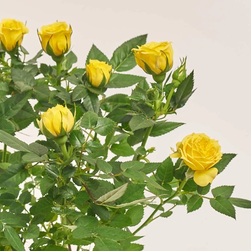 Зображення товару Троянда мікс, артикул: 1294