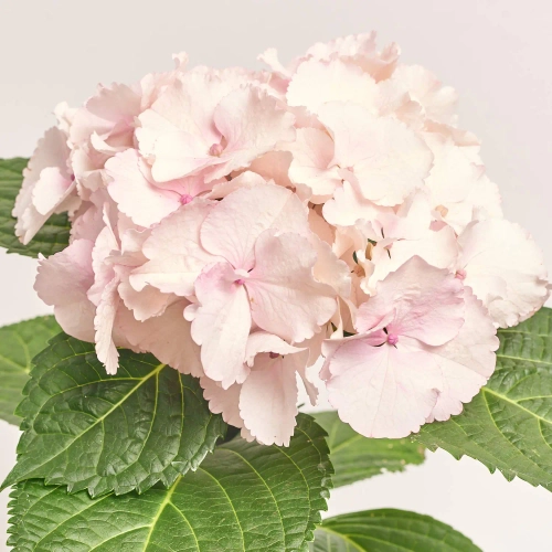 Гортензія Фьюжн, артикул: 57261 Зображення товару Гортензія Фьюжн, артикул: 57261