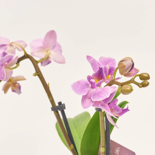 Зображення товару Фаленопсис міні мікс в кер. 2ст., артикул: 1322