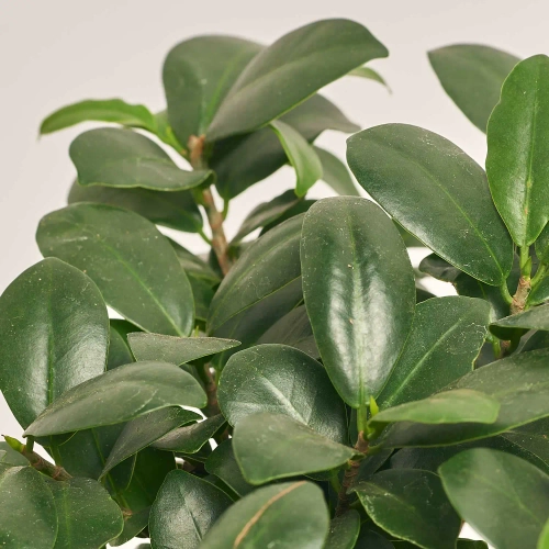 Фікус мікрокарпа Гінсенг в кер., артикул: 55185 Зображення товару Фікус мікрокарпа Гінсенг в кер., артикул: 55185