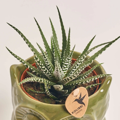 Зображення товару Сукулент мікс "Сова", артикул: 46244