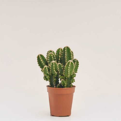 Зображення товару Кактус з квітами, артикул: 53320