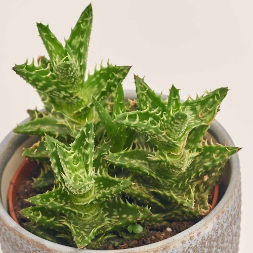 Зображення товару Сукулент мікс в кер., артикул: 51980