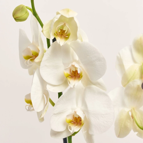 Фаленопсис Білий та Кашпо Сет 536, артикул: 56124 Зображення товару Фаленопсис Білий та Кашпо Сет 536, артикул: 56124