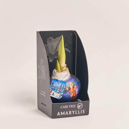 Зображення товару Амариліс Санта принт у воску в коробці, артикул: 54043