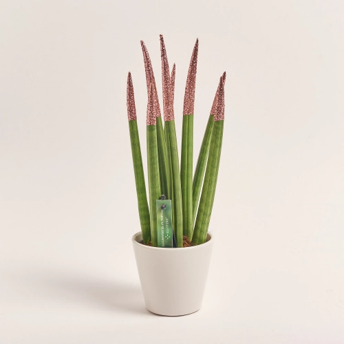 Зображення товару Сансевієрія Циліндріка гліттер в кер., артикул: 10110