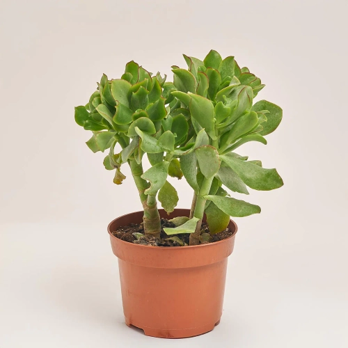 Зображення товару Сукулент мікс, артикул: 2084