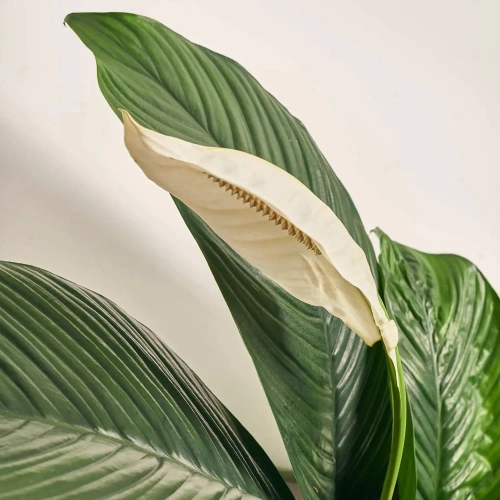 Зображення товару Спатифіллум Сенсація, артикул: 55543