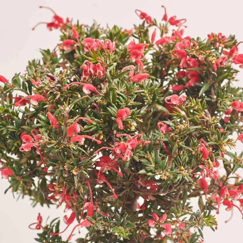 Гревілея Робуста, артикул: 57143 Зображення товару Гревілея Робуста, артикул: 57143