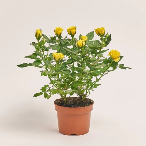 Зображення товару Троянда мікс, артикул: 1294