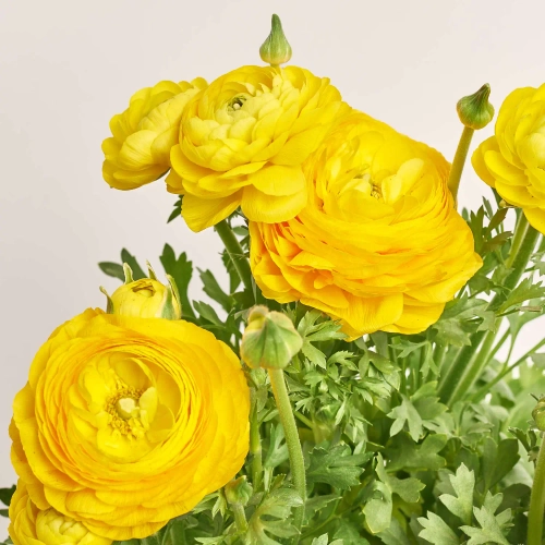Зображення товару Ранункулус жовтий, артикул: 57194