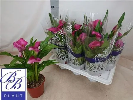 Зображення товару Зантедескія Зазу, артикул: 55583