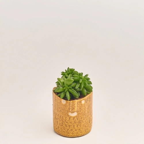 Зображення товару Сукулент мікс в кер., артикул: 30451