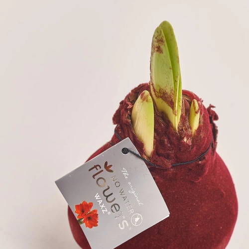 Зображення товару Амариліс "Вельвет Тач" Бордо, артикул: 54369