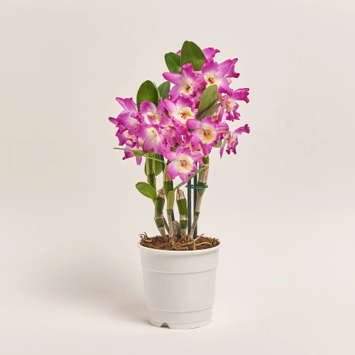Дендробіум Акатсукі 2ст., артикул: 4006 Зображення товару Дендробіум Акатсукі 2ст., артикул: 4006