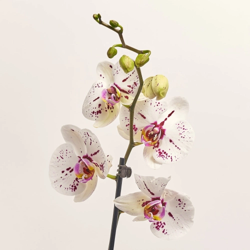 Зображення товару Фаленопсис 2ст. мікс, артикул: 18519
