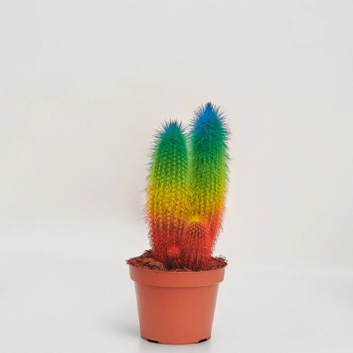 Зображення товару Кактус Рейнбов "Zuil" Спешл, артикул: 52324