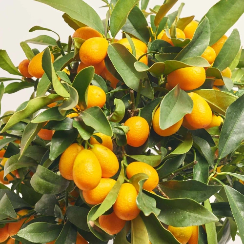 Зображення товару Цитрофортунелла Маргаріта, артикул: 24574