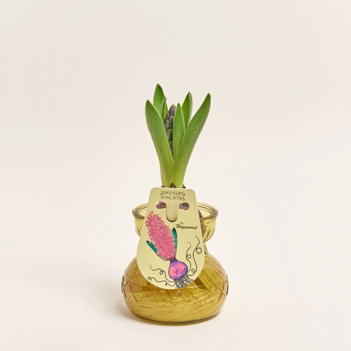 Зображення товару Гіацинт мікс у склі, артикул: 56440