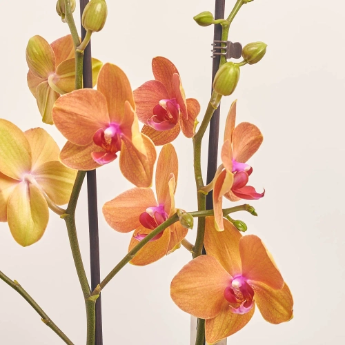 Зображення товару Фаленопсис 2ст. мікс, артикул: 19290