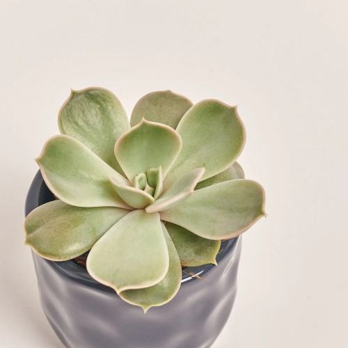 Зображення товару Сукулент мікс в кер., артикул: 22213