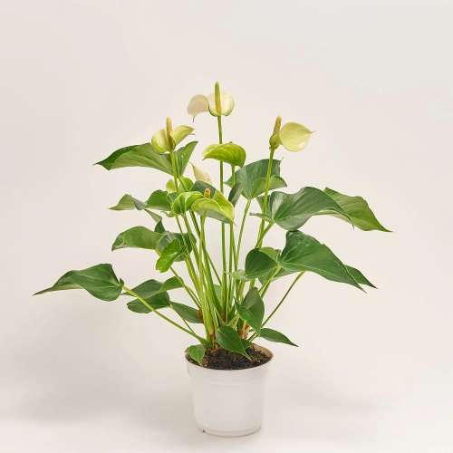 Зображення товару Антуріум Кокос, артикул: 52611