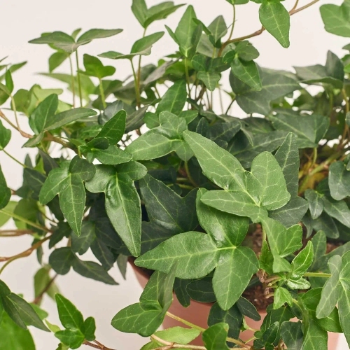 Зображення товару Хедера Шемрок, артикул: 57101