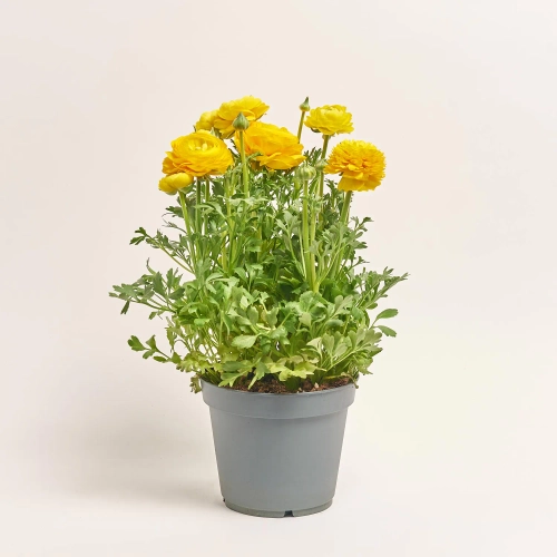 Зображення товару Ранункулус жовтий, артикул: 57194
