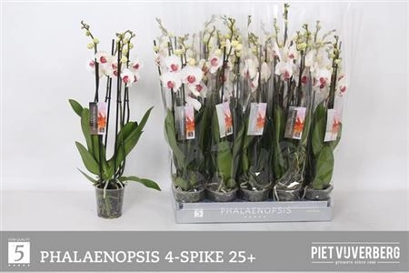 Фаленопсис Ред Ліпс 4ст., артикул: 36350 Зображення товару Фаленопсис Ред Ліпс 4ст., артикул: 36350