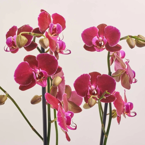 Зображення товару Фаленопсис 2ст. мікс, артикул: 18519