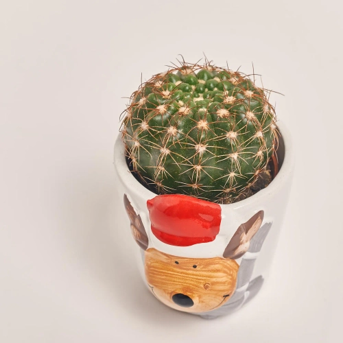 Зображення товару Кактус "Новорічний мікс" в кер., артикул: 53597