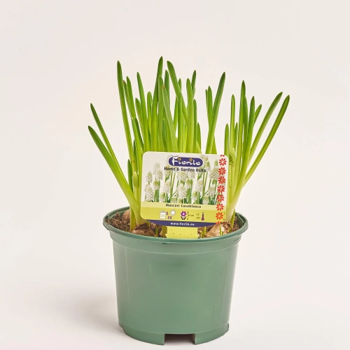 Зображення товару Мускарі Касабланка, артикул: 56945