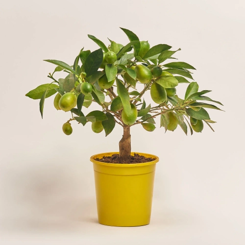 Зображення товару Цитрофортунелла Флорідана, артикул: 20633