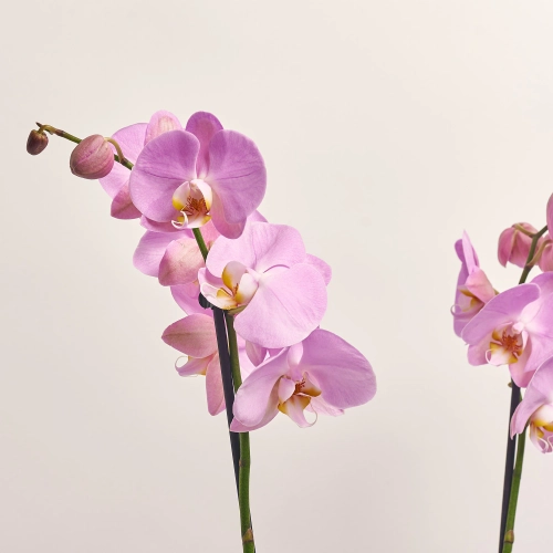 Зображення товару Фаленопсис 2ст. мікс, артикул: 18519