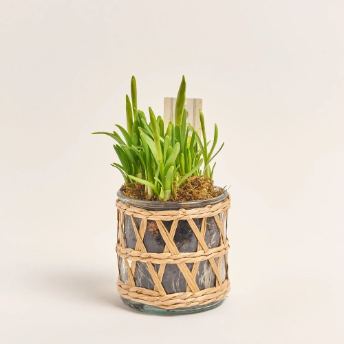 Зображення товару Нарцис Тет-а-Тет у склі, артикул: 56675