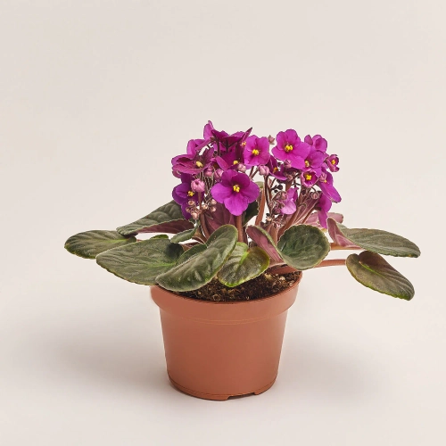 Сенполія мікс, артикул: 18381 Зображення товару Сенполія мікс, артикул: 18381