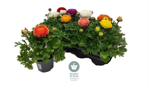 Зображення товару Ранункулус мікс, артикул: 46636