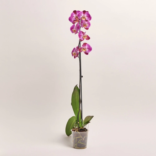 Зображення товару Фаленопсис 1ст. мікс, артикул: 18850