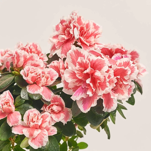 Азалія мікс штамбова, артикул: 1186 Зображення товару Азалія мікс штамбова, артикул: 1186