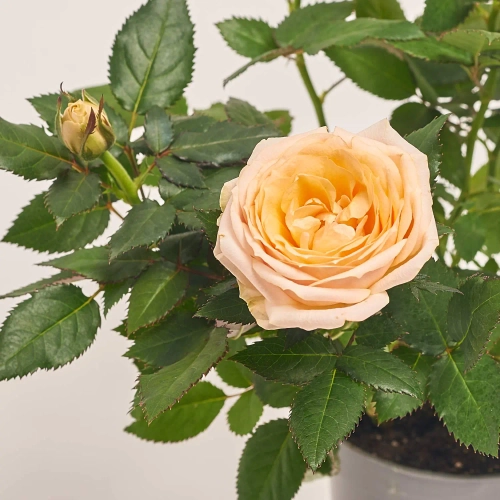 Зображення товару Троянда Кордана, артикул: 4809