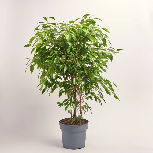 Фікус бе Анастасія, артикул: 41246 Зображення товару Фікус бе Анастасія, артикул: 41246