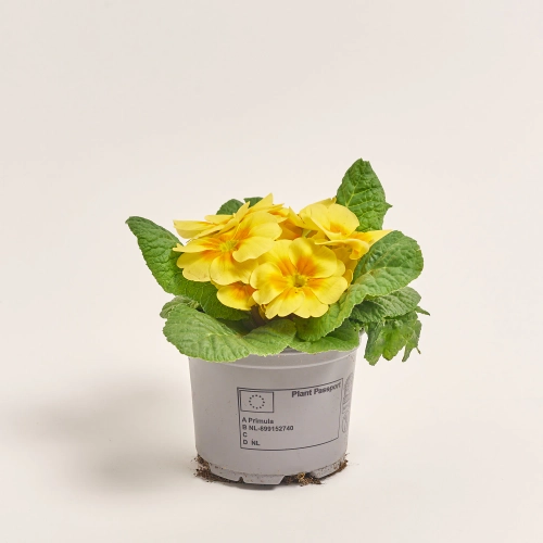 Зображення товару Примула Парадісо мікс, артикул: 56897