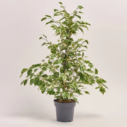 Зображення товару Фікус бе Твайлайт, артикул: 41781