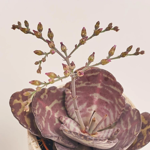 Зображення товару Сукулент мікс в кер., артикул: 30451